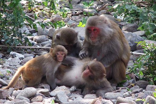 Những con khỉ trên đảo vô cùng dễ thương